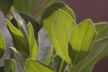 Obraz premium green leaves background