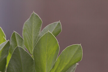 Obraz premium leaves