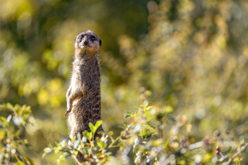 A meerkat, suricata suricata, stands upright against a backdrop of vibrant autumn leaves, scanning its environment with keen curiosity