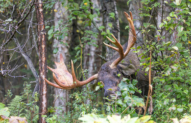 Alaska Yukon Bull Moose in Autumn in Alaska
