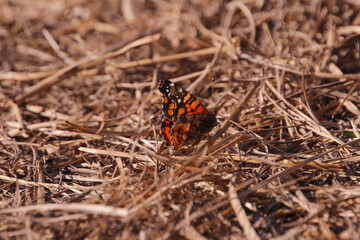 butterfly on the grass