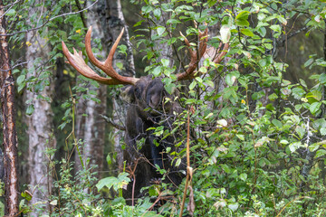 Alaska Yukon Bull Moose in Autumn in Alaska