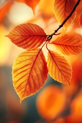 Obraz premium Vibrant orange leaves glisten in soft light, showcasing the beauty of autumn and the natural transition of seasons.