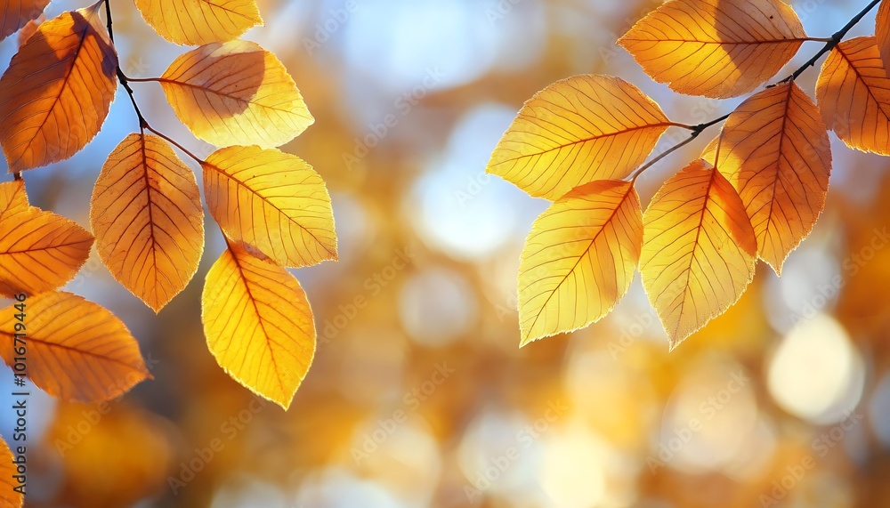 Poster golden autumn leaves shimmer under soft sunlight, creating a warm and inviting atmosphere in nature.