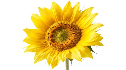 Fototapeta premium Bright sunflower with vivid yellow petals and green center against a white background, showcasing nature's beauty and vibrant color palette.