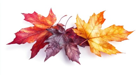 Obraz premium Leaves of maple and oak fallen on a white background