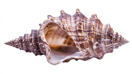 Close-up image of a detailed and textured seashell with a spiral pattern, showcasing natural beauty and oceanic charm against a white background.