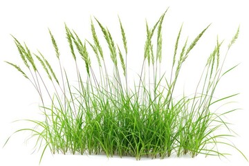Fototapeta premium Grass plant white background tranquility.