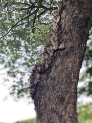 The image portrays a peaceful road flanked by towering, leafy trees on either side, their branches stretching overhead to create a natural archway of shade. The vibrant green foliage hangs down