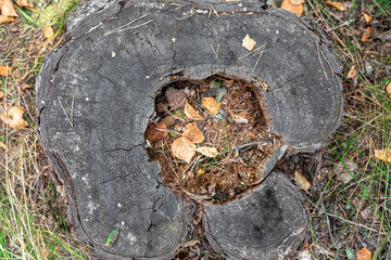 In a forest clearing, there is an old pine tree stump, covered with autumn leaves.