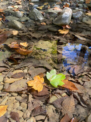 Bright yellow and green maple leaves in a puddle of water. concept of separation. Autumn, leaf fall