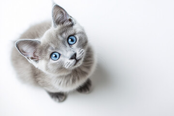 Cute Kitten Looking Up.