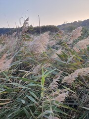 Beautiful reeds growing around the lake, autumn, nature