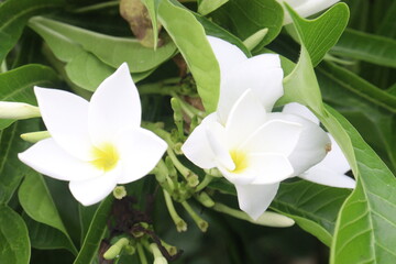 Plumeria pudica flower plant on nursery