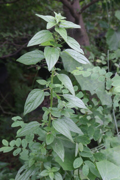 Parietaria officinalis medicinal plant on forest