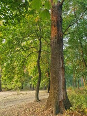 Beautiful autumn forest, tree with a hollow in the trunk, trees, nature