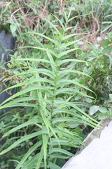 Pteris vittata fern leaf plant on nursery