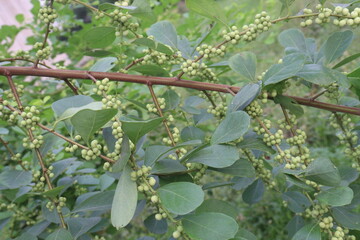 pandharphali gardencia flower plant on forest