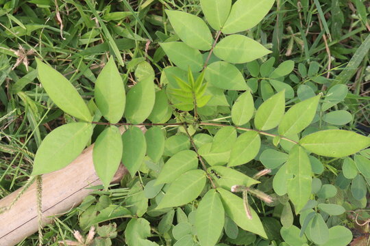 poison sumac wood plant on nursery