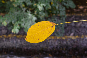 one big yellow leaf on a branch on a blurred background in the park