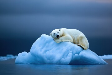 Naklejka premium Polar bear sleeping peacefully on ice flow in arctic ocean