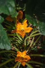 orange zucchini flowers in sunlight and green leaves