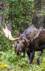 Alaska Yukon Bull Moose in Autumn in Alaska