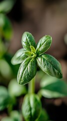  A tight shot of a green plant with dew on its foliage and a softly blurred backdrop