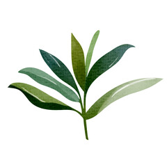 Watercolor tropical leaf. Exotic foliage. Floral illustration. Watercolor jungle © Hanna ArtLab