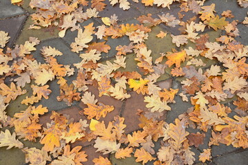 some yellow oak leaves covering the stone pavement top view