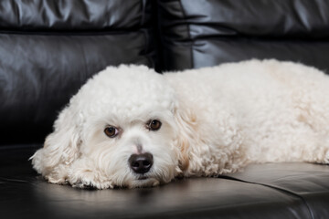And white dog on sofa. pet animal cute concept. a small white fluffy dog lies on a sofa. a white and dog lies on a white sofa with fluffy lifestyle teddy bears.