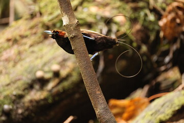 The magnificent bird-of-paradise (Diphyllodes magnificus) is a species of bird-of-paradise. This photo was taken in Arfak mountain, Indonesia.