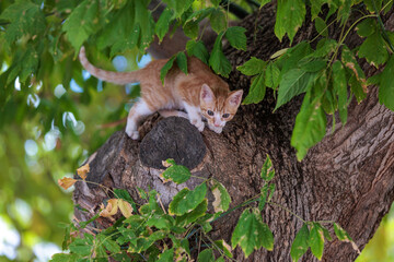 Curious ginger kitten exploring tree branch in summertime