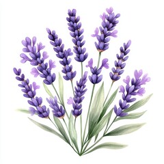 Obraz premium A vibrant bunch of lavender flowers with green leaves, beautifully illustrated on a white isolated background.