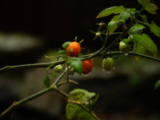Young cherry Tomato plant with green tomatoes on the vine in the rain 