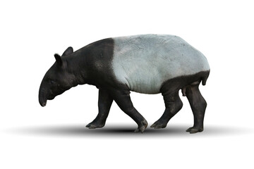 Tapir there are black and white patterns iisolated on white background with clipping path.