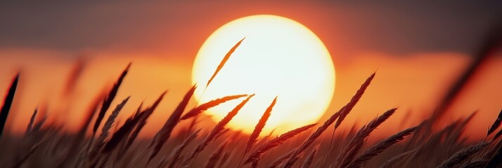  The sun sets over a field of tall grass, contrasting against a darkened sky