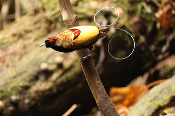 The magnificent bird-of-paradise (Diphyllodes magnificus) is a species of bird-of-paradise. This photo was taken in Arfak mountain, Indonesia.