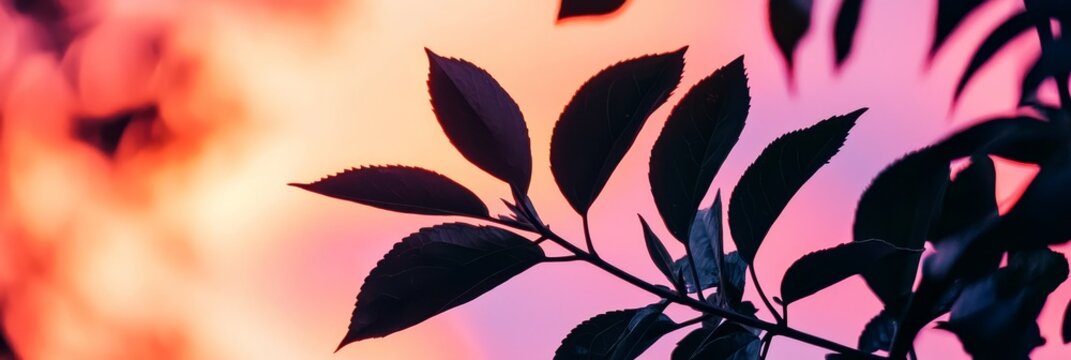  A tight shot of a leafy plant against a pink and blue backdrop