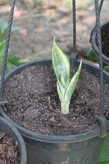 Sansevieria trifasciata Golden Hahnii plant