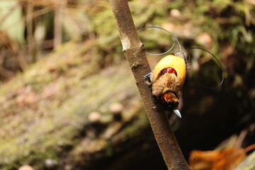 The magnificent bird-of-paradise (Diphyllodes magnificus) is a species of bird-of-paradise. This photo was taken in Arfak mountain, Indonesia.