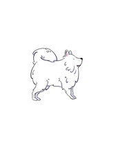 digital drawing of a samoyed dog