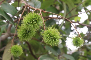 Rambutan on tree in farm for harvest