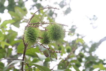 Rambutan on tree in farm for harvest