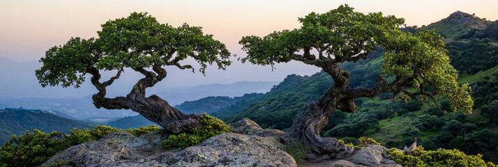  A couple of trees crown a verdant hillside adjacent to a dense forest teeming with numerous trees