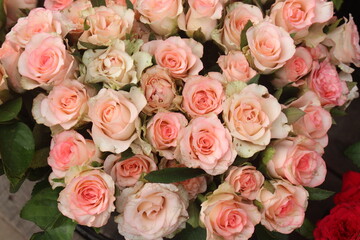 pink colored rose on shop