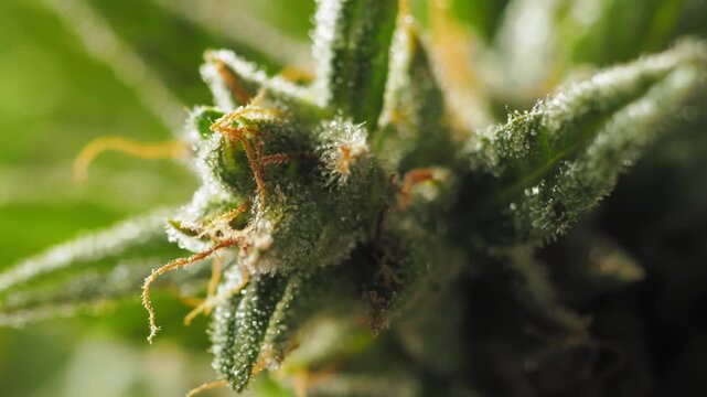 Detailed shot: medical cannabis root system. Fine root hairs visible. Blurred hydroponic setup in background. Main taproot in focus, showcasing plant's foundation. 4k botanical study