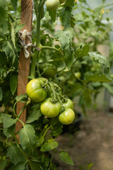 Beds with bushes of green tomatoes in the open ground tied to a wooden peg. Greenhouse with tomato bushes. Green seedlings. Agriculture and horticulture. High quality 