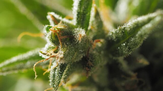 Detailed shot: medical cannabis root system. Fine root hairs visible. Blurred hydroponic setup in background. Main taproot in focus, showcasing plant's foundation. 4k botanical study