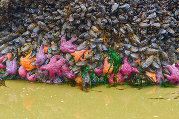 Low tide at Haystack Rock, Rocks covered with mussels, ochre sea stars, barnacles, and green...